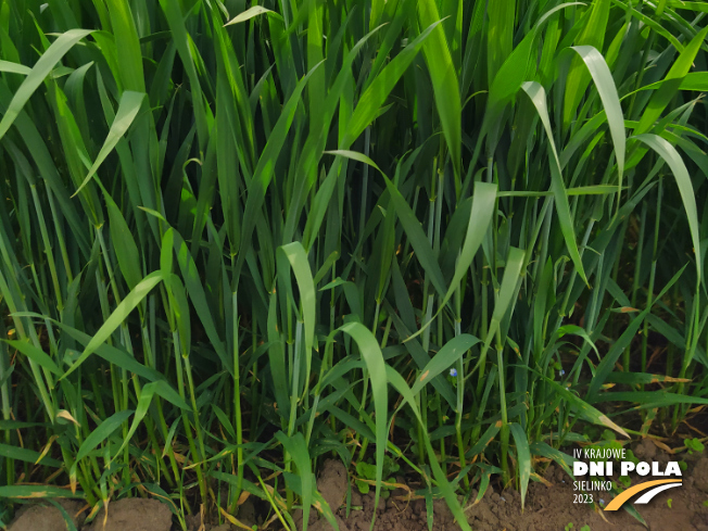 Zdjęcie 3. pszenicy ozimej CIRCUS z AGROCHEST na polu demonstracyjnym w Sielinku 19.05.2023