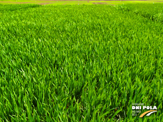 Zdjęcie 1. pszenicy ozimej CIRCUS z AGROCHEST na polu demonstracyjnym w Sielinku 20.04.2023
