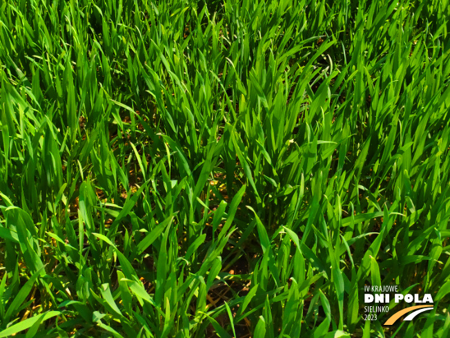 Zdjęcie 3. pszenicy ozimej CIRCUS z AGROCHEST na polu demonstracyjnym w Sielinku 20.04.2023