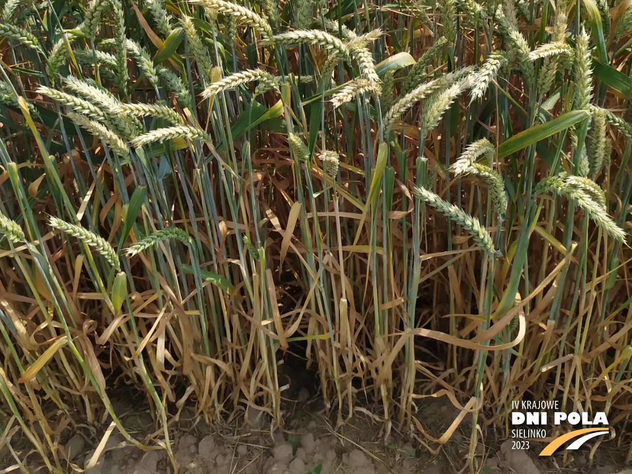 Pszenica Ozima ELEKTRA Krajowe Dni Pola 2023 Pszenica Ozima ELEKTRA Krajowe Dni Pola 2023