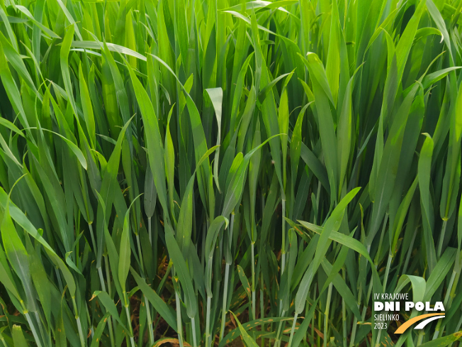 Zdjęcie 2. pszenicy ozimej ELEKTRA z Hodowli Roślin STRZELCE na polu demonstracyjnym w Sielinku 19.05.2023