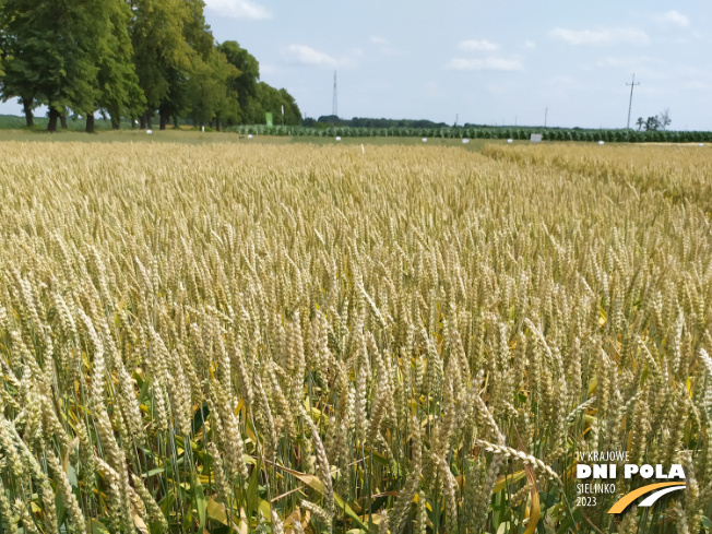 Zdjęcie 1. pszenicy ozimej MUNDIAL z AGROCHEST na polu demonstracyjnym w Sielinku 04.07.2023