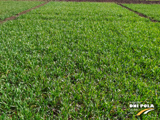 Zdjęcie 1. pszenicy ozimej Mundial z AGROCHEST na polu demonstracyjnym w Sielinku 16.03.2023