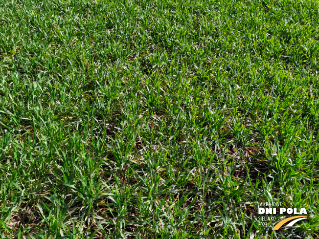 Zdjęcie 2. pszenicy ozimej Mundial z AGROCHEST na polu demonstracyjnym w Sielinku 16.03.2023