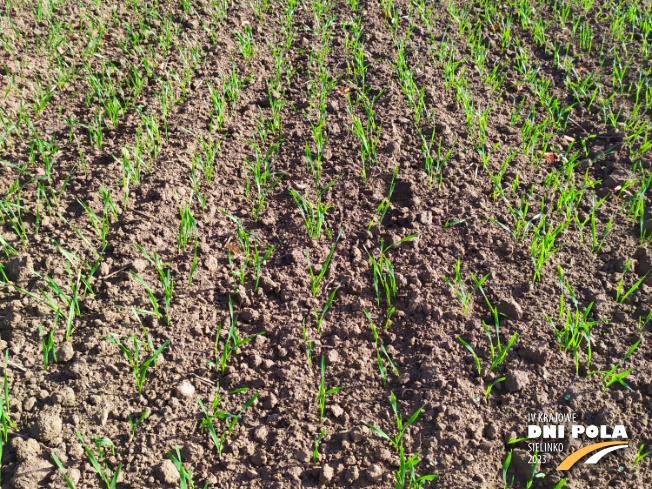 Zdjęcie 2. pszenicy ozimej Mundial z AGROCHEST na polu demonstracyjnym w Sielinku 17.10.2022