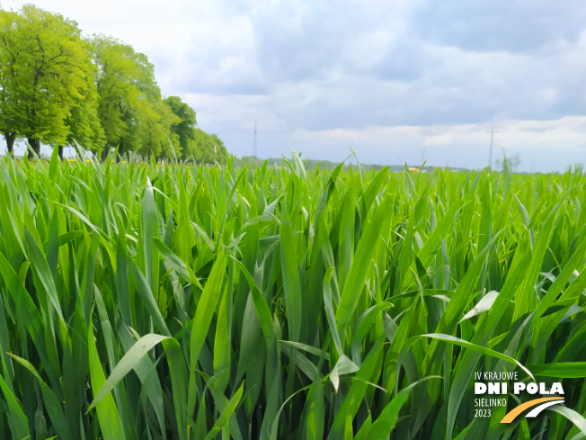 Zdjęcie 1. pszenicy ozimej MUNDIAL z AGROCHEST na polu demonstracyjnym w Sielinku 19.05.2023