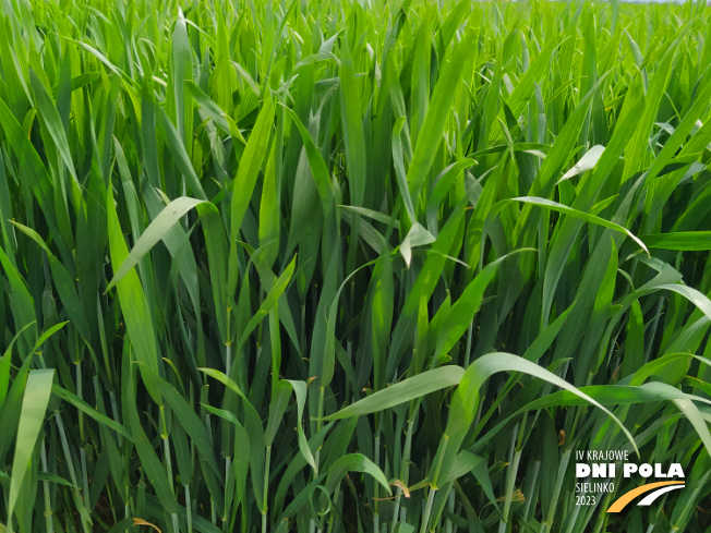 Zdjęcie 2. pszenicy ozimej MUNDIAL z AGROCHEST na polu demonstracyjnym w Sielinku 19.05.2023