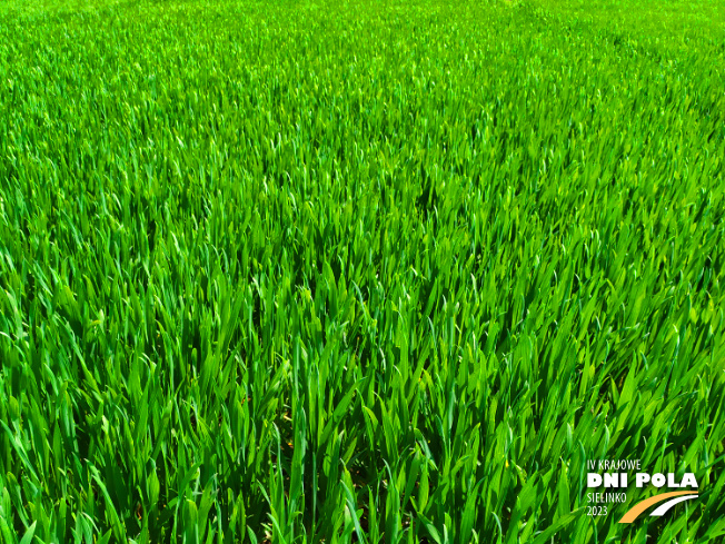 Zdjęcie 1. pszenicy ozimej Mundial z AGROCHEST na polu demonstracyjnym w Sielinku 20.04.2023