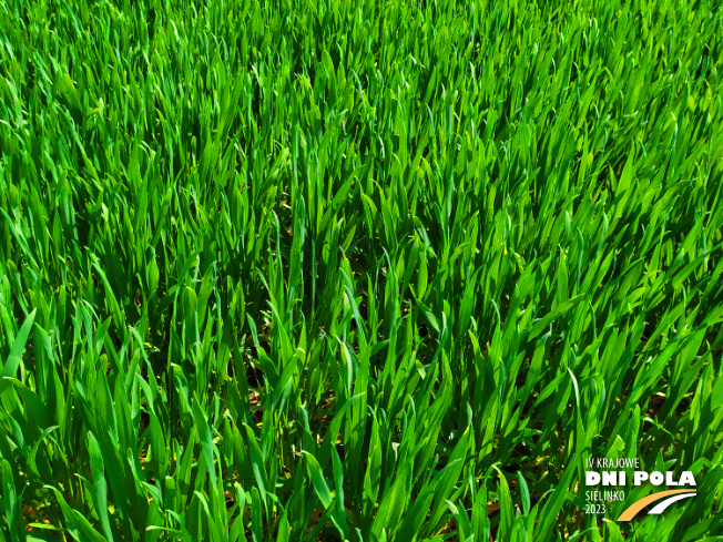 Zdjęcie 2. pszenicy ozimej Mundial z AGROCHEST na polu demonstracyjnym w Sielinku 20.04.2023