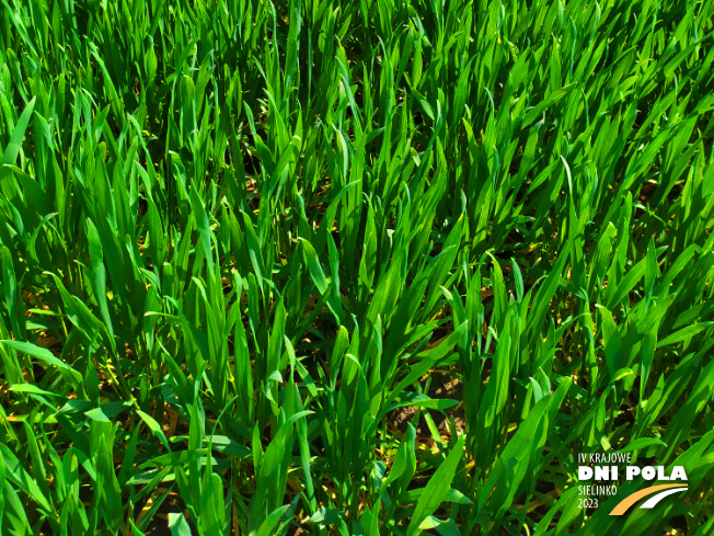 Zdjęcie 3. pszenicy ozimej Mundial z AGROCHEST na polu demonstracyjnym w Sielinku 20.04.2023