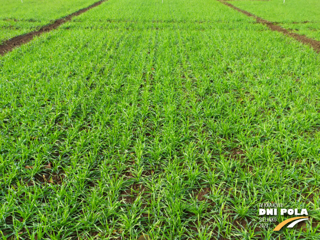 Zdjęcie 1. pszenicy ozimej Mundial z AGROCHEST na polu demonstracyjnym w Sielinku 28.11.2022