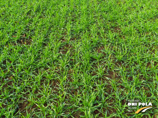 Zdjęcie 2. pszenicy ozimej Mundial z AGROCHEST na polu demonstracyjnym w Sielinku 28.11.2022