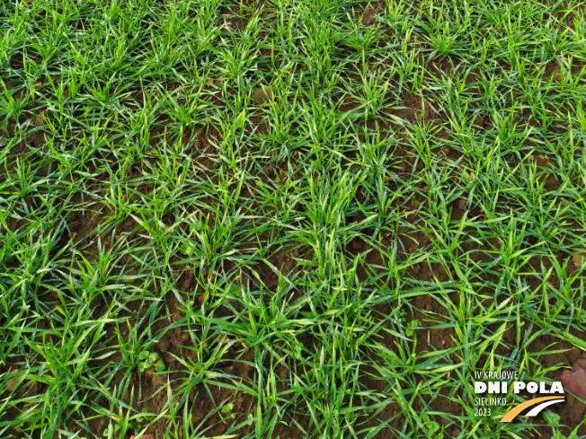 Zdjęcie 3. pszenicy ozimej Mundial z AGROCHEST na polu demonstracyjnym w Sielinku 28.11.2022