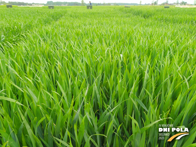 Zdjęcie 1. pszenicy ozimej COMANDOR z DANKO Hodowli Roślin na polu demonstracyjnym w Sielinku 19.05.2023