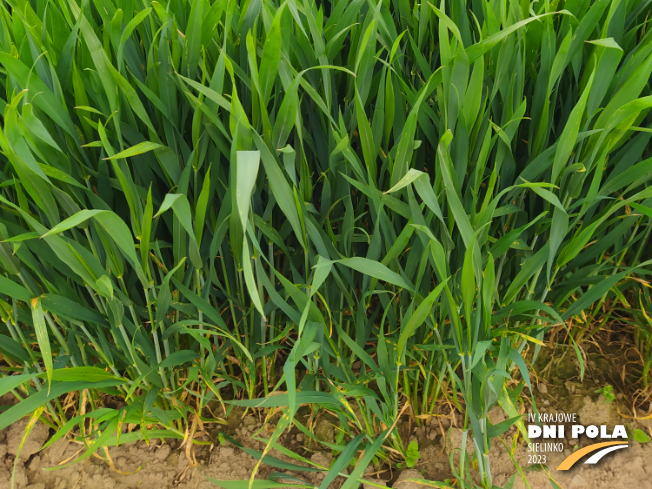 Zdjęcie 3. pszenicy ozimej COMANDOR z DANKO Hodowli Roślin na polu demonstracyjnym w Sielinku 19.05.2023