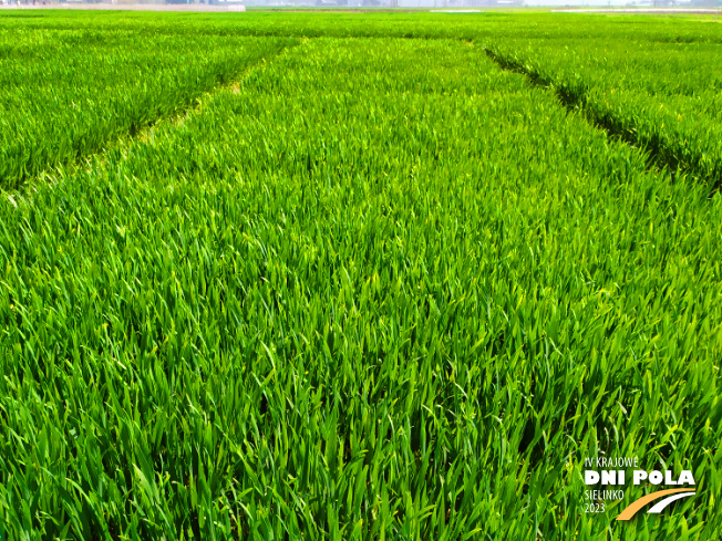 Zdjęcie 1. pszenicy ozimej COMANDOR (LOZ) z DANKO Hodowli Roślin na polu demonstracyjnym w Sielinku 20.04.2023
