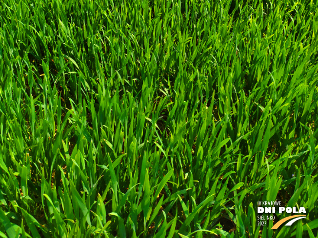 Zdjęcie 3. pszenicy ozimej COMANDOR (LOZ) z DANKO Hodowli Roślin na polu demonstracyjnym w Sielinku 20.04.2023