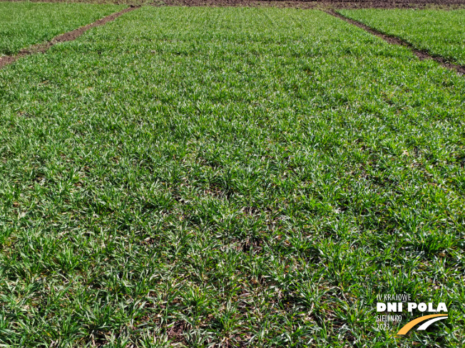 Zdjęcie 1. pszenicy ozimej Kariatyda z DANKO Hodowli Roślin na polu demonstracyjnym w Sielinku 16.03.2023