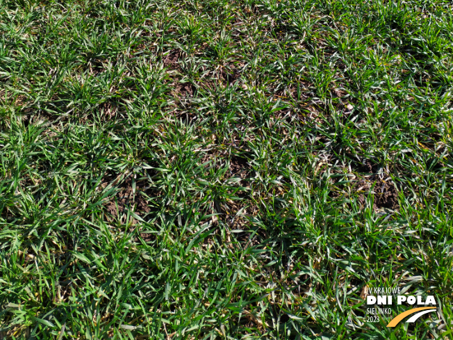 Zdjęcie 3. pszenicy ozimej Kariatyda z DANKO Hodowli Roślin na polu demonstracyjnym w Sielinku 16.03.2023