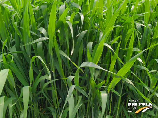 Zdjęcie 2. pszenicy ozimej KARIATYDA z DANKO Hodowli Roślin na polu demonstracyjnym w Sielinku 19.05.2023