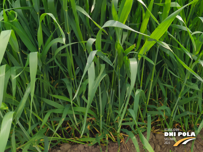 Zdjęcie 3. pszenicy ozimej KARIATYDA z DANKO Hodowli Roślin na polu demonstracyjnym w Sielinku 19.05.2023