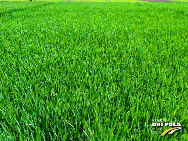 Zdjęcie 1. pszenicy ozimej Kariatyda z DANKO Hodowli Roślin na polu demonstracyjnym w Sielinku 20.04.2023