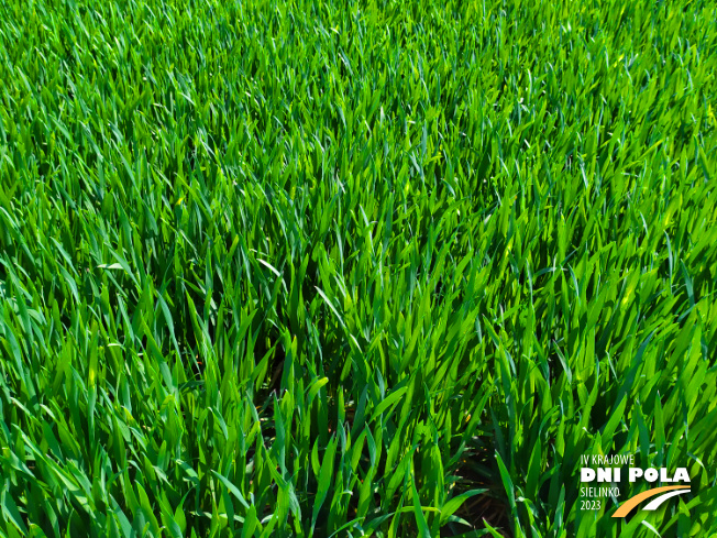 Zdjęcie 2. pszenicy ozimej Kariatyda z DANKO Hodowli Roślin na polu demonstracyjnym w Sielinku 20.04.2023