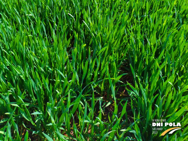 Zdjęcie 3. pszenicy ozimej Kariatyda z DANKO Hodowli Roślin na polu demonstracyjnym w Sielinku 20.04.2023