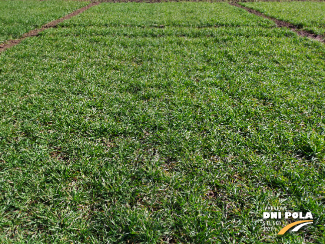 Zdjęcie 1. pszenicy ozimej Kask z DANKO Hodowli Roślin na polu demonstracyjnym w Sielinku 16.03.2023