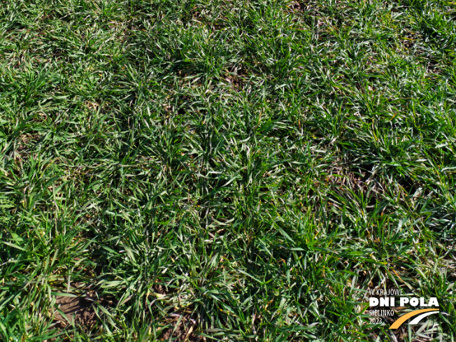 Zdjęcie 3. pszenicy ozimej Kask z DANKO Hodowli Roślin na polu demonstracyjnym w Sielinku 16.03.2023