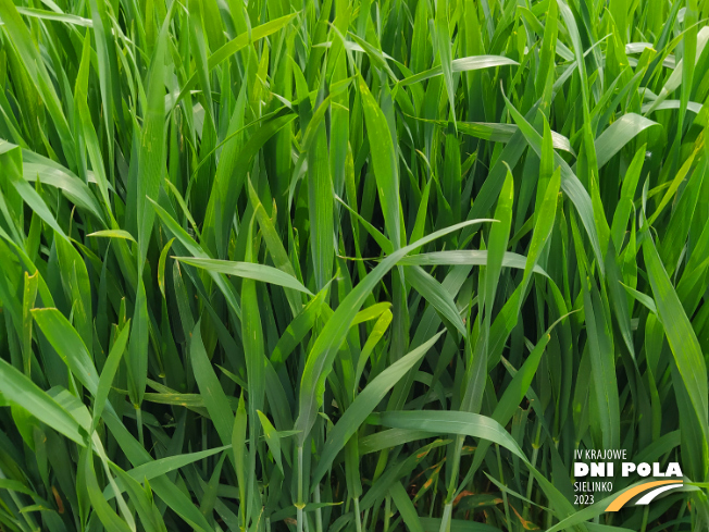 Zdjęcie 2. pszenicy ozimej KASK z DANKO Hodowli Roślin na polu demonstracyjnym w Sielinku 19.05.2023
