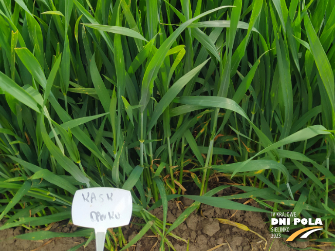 Zdjęcie 3. pszenicy ozimej KASK z DANKO Hodowli Roślin na polu demonstracyjnym w Sielinku 19.05.2023