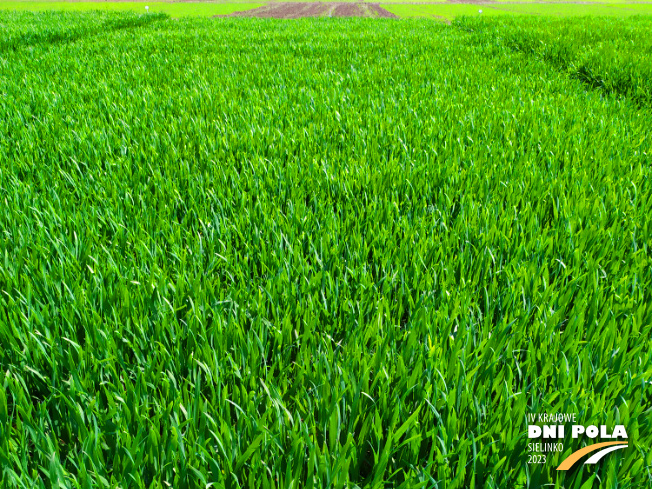 Zdjęcie 1. pszenicy ozimej Kask z DANKO Hodowli Roślin na polu demonstracyjnym w Sielinku 20.04.2023