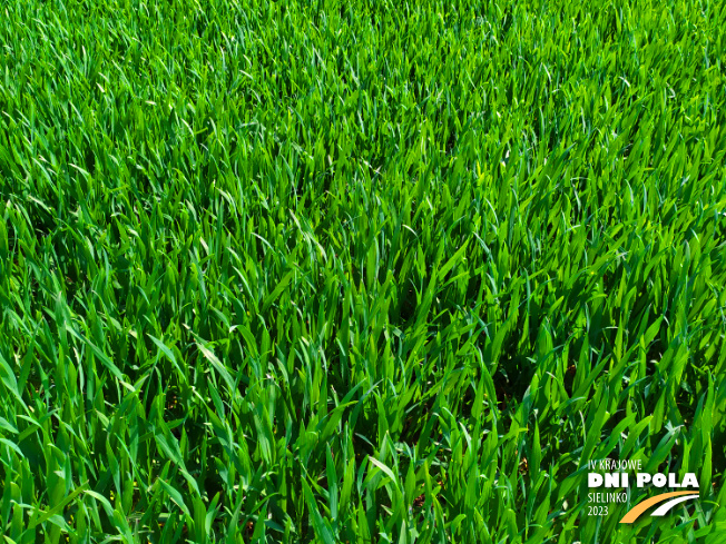Zdjęcie 2. pszenicy ozimej Kask z DANKO Hodowli Roślin na polu demonstracyjnym w Sielinku 20.04.2023