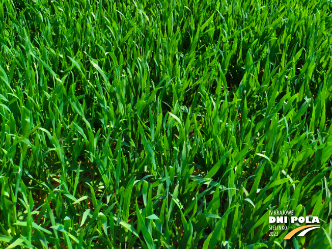 Zdjęcie 3. pszenicy ozimej Kask z DANKO Hodowli Roślin na polu demonstracyjnym w Sielinku 20.04.2023