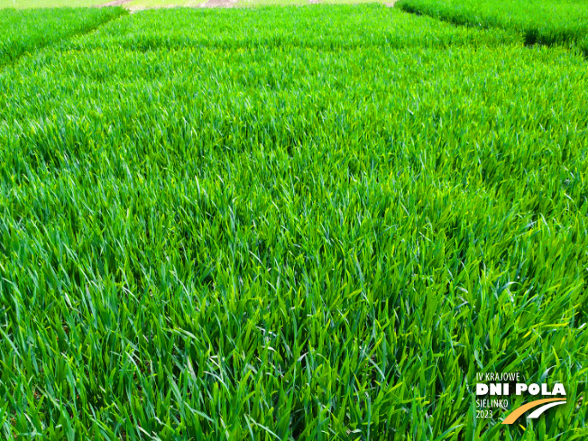 Zdjęcie 1. pszenicy ozimej AREVUS z FLORA na polu demonstracyjnym w Sielinku 20.04.2023