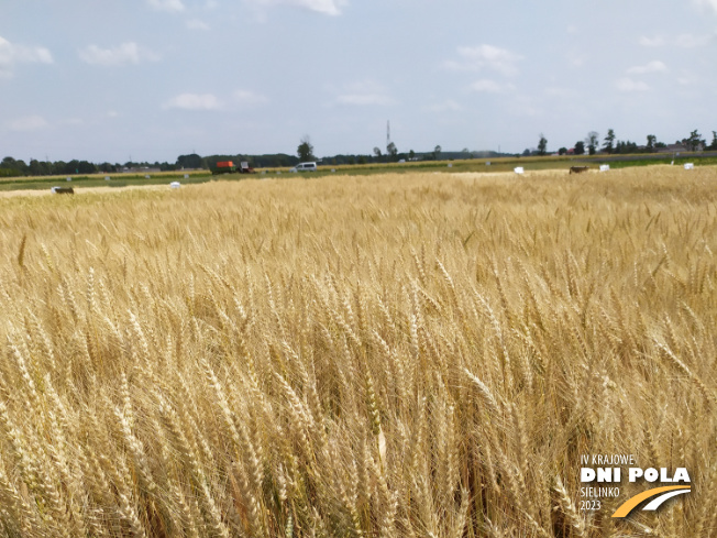 Zdjęcie 1. pszenicy ozimej AURELIUS z FLORA na polu demonstracyjnym w Sielinku 04.07.2023