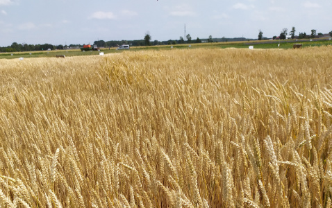 Zdjęcie pszenicy ozimej RGT SPECIALIST STANDARD z FLORA na polu demonstracyjnym w Sielinku 04.07.2023