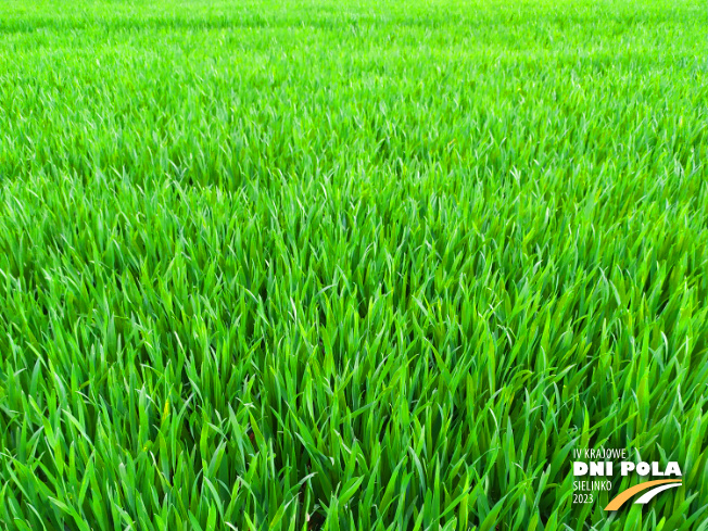 Zdjęcie 1. pszenicy ozimej NAWOŻENIE DOLISTNE z Grupy Azoty na polu demonstracyjnym w Sielinku 20.04.2023