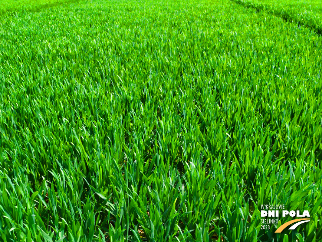Zdjęcie 1. pszenicy ozimej BELISSA z Hodowli Roślin SMOLICE na polu demonstracyjnym w Sielinku 20.04.2023
