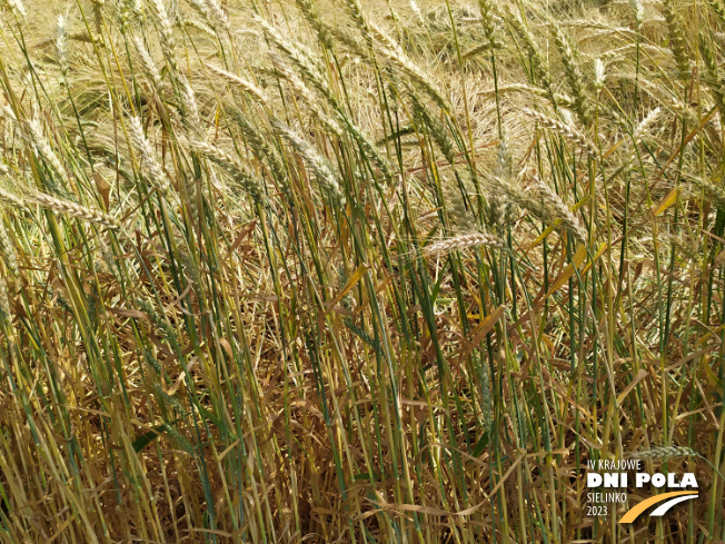 Zdjęcie 2. pszenicy ozimej OSTKA SMOLICKA z Hodowli Roślin SMOLICE na polu demonstracyjnym w Sielinku 04.07.2023