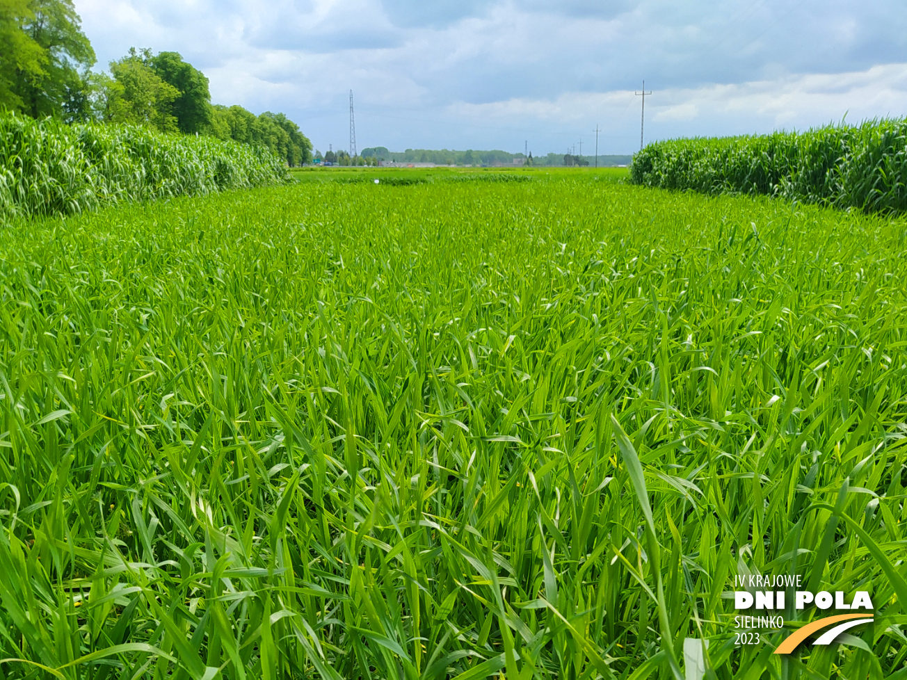 Pszenica Ozima PALLAS Krajowe Dni Pola 2023 Pszenica Ozima PALLAS Krajowe Dni Pola 2023