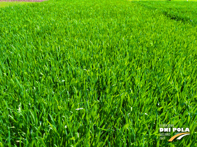 Zdjęcie 1. pszenicy ozimej OSTKA SMOLICKA z Hodowli Roślin SMOLICE na polu demonstracyjnym w Sielinku 20.04.2023