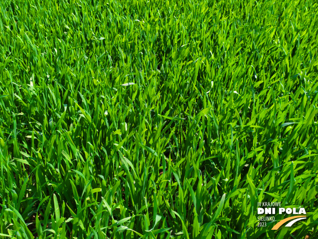 Zdjęcie 2. pszenicy ozimej OSTKA SMOLICKA z Hodowli Roślin SMOLICE na polu demonstracyjnym w Sielinku 20.04.2023