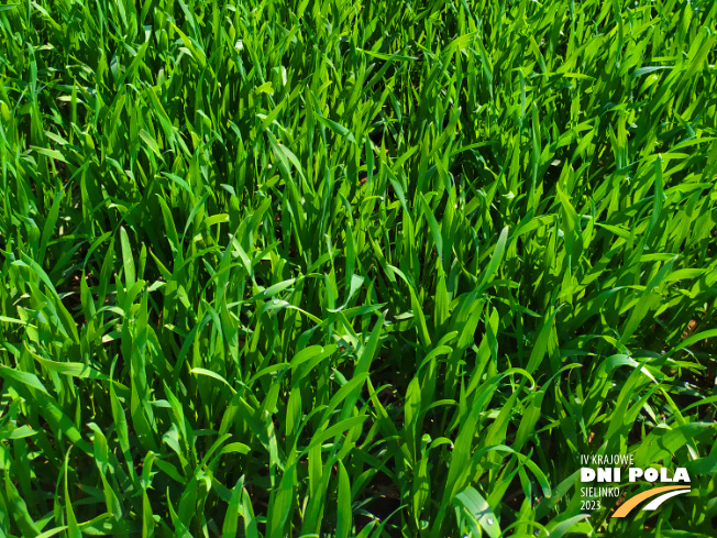 Zdjęcie 3. pszenicy ozimej OSTKA SMOLICKA z Hodowli Roślin SMOLICE na polu demonstracyjnym w Sielinku 20.04.2023