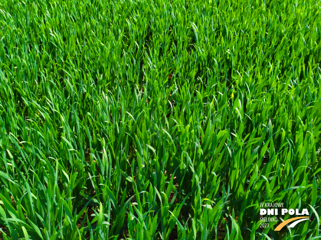 Zdjęcie 2. pszenicy ozimej symetria z Hodowli Roślin SMOLICE na polu demonstracyjnym w Sielinku 20.04.2023
