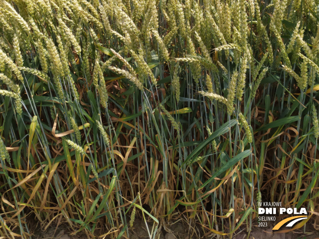 Zdjęcie 3. pszenicy ozimej AMBICJA z Hodowli Roślin STRZELCE na polu demonstracyjnym w Sielinku 04.07.2023