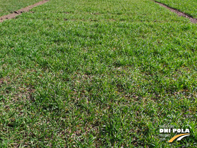 Zdjęcie 1. pszenicy ozimej Ambicja z Hodowli Roślin STRZELCE na polu demonstracyjnym w Sielinku 16.03.2023