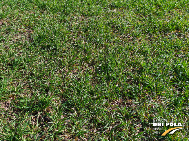 Zdjęcie 2. pszenicy ozimej Ambicja z Hodowli Roślin STRZELCE na polu demonstracyjnym w Sielinku 16.03.2023