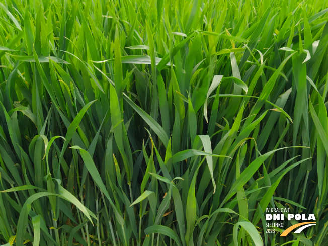 Zdjęcie 2. pszenicy ozimej AMBICJA z Hodowli Roślin STRZELCE na polu demonstracyjnym w Sielinku 19.05.2023